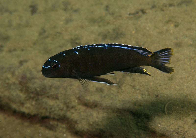 Tropheops sp. 'elongatus reef east' Ntekete